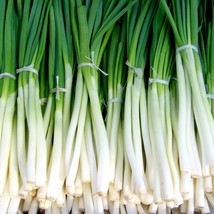 Evergreen White Bunching Scallion Seeds Allium Fistulosum B176 Gardening Fresh U - £4.24 GBP