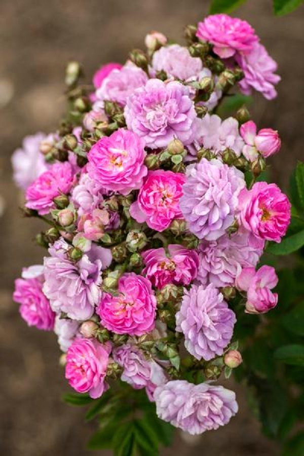 Compact Rose Bush Starter Plant - PRETTY POLLY LAVENDER - SHIPS WITHOUT POT  - £55.75 GBP