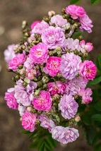 Compact Rose Bush Starter Plant - Pretty Polly Lavender - Ships Without Pot - $70.00