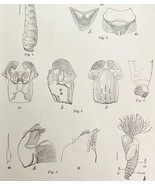 Southern Buffalo Gnat Insect Drawings Victorian 1887 Art Print Entomolog... - $34.17 CAD
