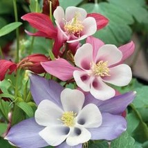 Columbine Flower 50 Seeds - Free Shipping - $75.58 MXN
