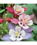 Columbine Flower 50 Seeds - Free Shipping - $74.56 MXN