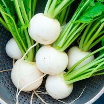 500 Seeds of Seven Top Turnip Heirloom NONGMO - £8.23 GBP