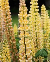 30+ Seeds Lupine Yellow Bush Flower Lupinus arboreus  - $9.95