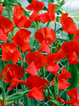Red Tall Sweet Pea Seeds - 100 Seeds Easy To Grow Seed - $5.99