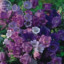 Canterbury Bells Mixed Perennial Flower Seeds 50 seeds bonsai - £6.72 GBP