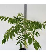 Live Plants Spanish Plum Jocote (Spondias purpurea) tropical fruit tree 12”-20” - $89.98