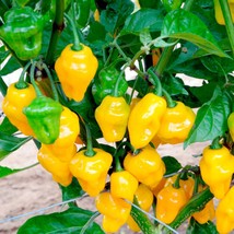 Trinidad Perfume Sweet Pepper Seeds Vegetable Seeds Sweet No Heat Garden Fresh U - £9.46 GBP