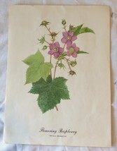 Vintage Floral Art Print of a Flowering Raspberry - £9.59 GBP