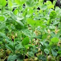 Speckled Pea Seeds Sprouting Peas  Heirloom Fresh Garden - $9.00