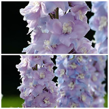 Guardian Lavender Delphinium - 3" Pot - Perennial - $28.99