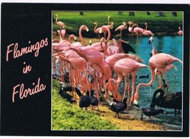 Florida Postcard Group Of Flamingos - £2.31 GBP