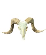 Real Ram Skull Real Merino Ram Skull - Approx Size: 14LX25WX8D inches Sk... - $4,598.90 MXN