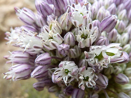 BPA 500 Seeds Broad London Leek Allium Porrum Heirloom White &amp; Green VegetableFr - £7.83 GBP