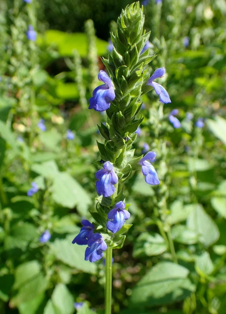 500 Chia Herb Seeds Non-Gmo - $2.53