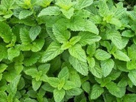 500 Lemon Balm Seeds Herb Seedsgarden Beautiful USA Seller - $21.75