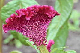 100 Coral Gardens Mix Celosia Cockscomb Celosia Argentea Cristata Flower... - $19.66 CAD