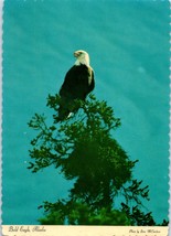 Bald Eagle Alaska Bird Postcard - £4.12 GBP