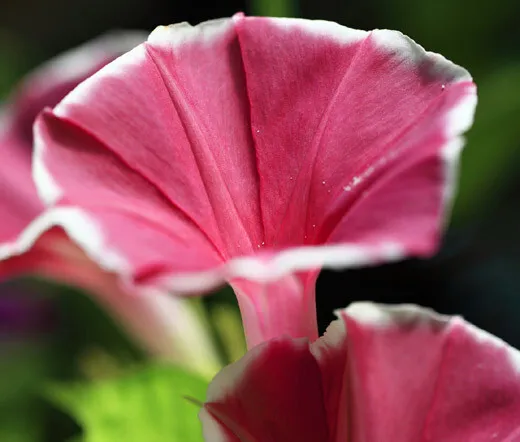 Morning Glory Japanese Red Picotee Ipomoea Nil 50 Fresh Seeds - £39.95 GBP