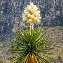 10 Seeds Yucca Carnerosana Palm Trees Plants Seeds Garden - £15.12 GBP