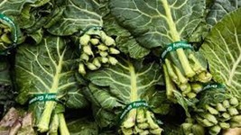 SEPT Premium Georgia Southern Collard Greens Fresh Organic Seeds Awesome - £4.49 GBP