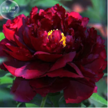 SEED Blackish Red Peony Plant Flower Seeds - $3.99