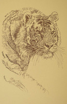 Royal Bengal Tiger Art Print #34 Stephen Kline WORD DRAWING A Great Big ... - $49.95