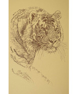 Royal Bengal Tiger Art Print #34 Stephen Kline WORD DRAWING A Great Big Cat Gift - $49.95