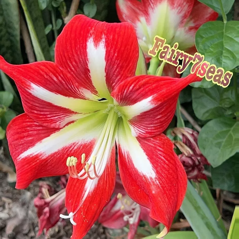 1 Bulb - Amaryllis Stalk Plug live Plant - Red Barbados Lily Amaryllidaceae USA  - £28.02 GBP