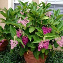 Best Malaysian Orchid / Medinilla myriantha / Live Plant - £23.52 GBP