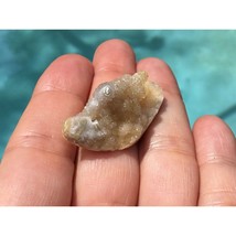 Druzy Tampa Bay Fossil Coral Fossilized Coral Agate Cabochon Gemstone - £28.61 GBP