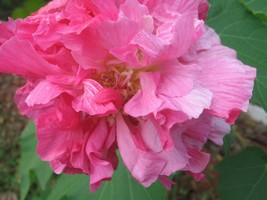 FROM US 50 Seeds Hibiscus Cotton Rose Double GV18 - £28.01 GBP