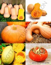 Pumpkin Mix Squash Vegetable Organic Fruit Edible Garden Seed 15 Seeds F... - $305.63 MXN