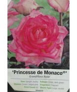 Princesse de Monaco Grandiflora Pink Rose 2 Gal. Bush Plant  Plants Fine Roses - $58.15