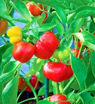100 Seeds Pimento Sweet Pepper Non-Gmo Organic Heirloom Garden/Patio Container - £13.01 GBP