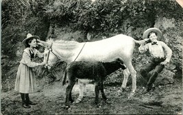 Vtg Postcard 1909 Comic Donkey Line Busy Call Again Ed Mitchell  - $9.85