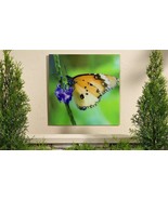Monarch Butterfly Photo Print in Tempered Glass Indoor/Outdoor 18&quot;x 18&quot; ... - £33.62 GBP