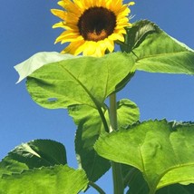 American Giant Sunflower Seeds 15 Seeds Fast Shipping - $15.29