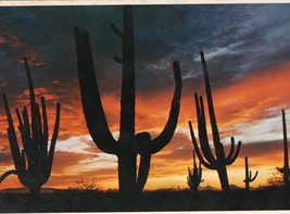 Giant Saguaro Cactus Unposted Vintage Postcard Arizona Sunset - £7.77 GBP