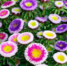 ENIL Aster HI-NO-MARU Mix (Pompon) Pollinators Annual Cut Flowers 200 Seeds - £3.58 GBP