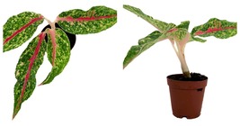 Live Plant - Night Sparkle Chinese Plant - Aglaonema - 2&quot; Pot - £41.57 GBP