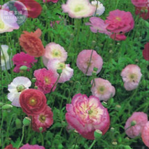 Poppy Shirley Double Mix Seeds 100 Seeds Professional Pack heirloom big blooms d - £5.38 GBP