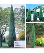 50 Pcsbag Pencil Point Juniper Seeds - $12.99
