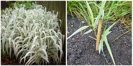 Peppermint Stick Giant Reed Grass, Live Plant - (Arundo donax) - H03 - £79.92 GBP