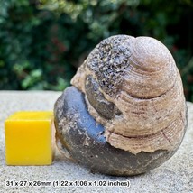 Fossil Gastropod Bathrotomaria reticulata | Jurassic Coast | Genuine Specimen | - £17.09 GBP