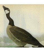 Hutchins Goose Bird 1946 Color Art Print John James Audubon Nature DWV2C - €34,74 EUR