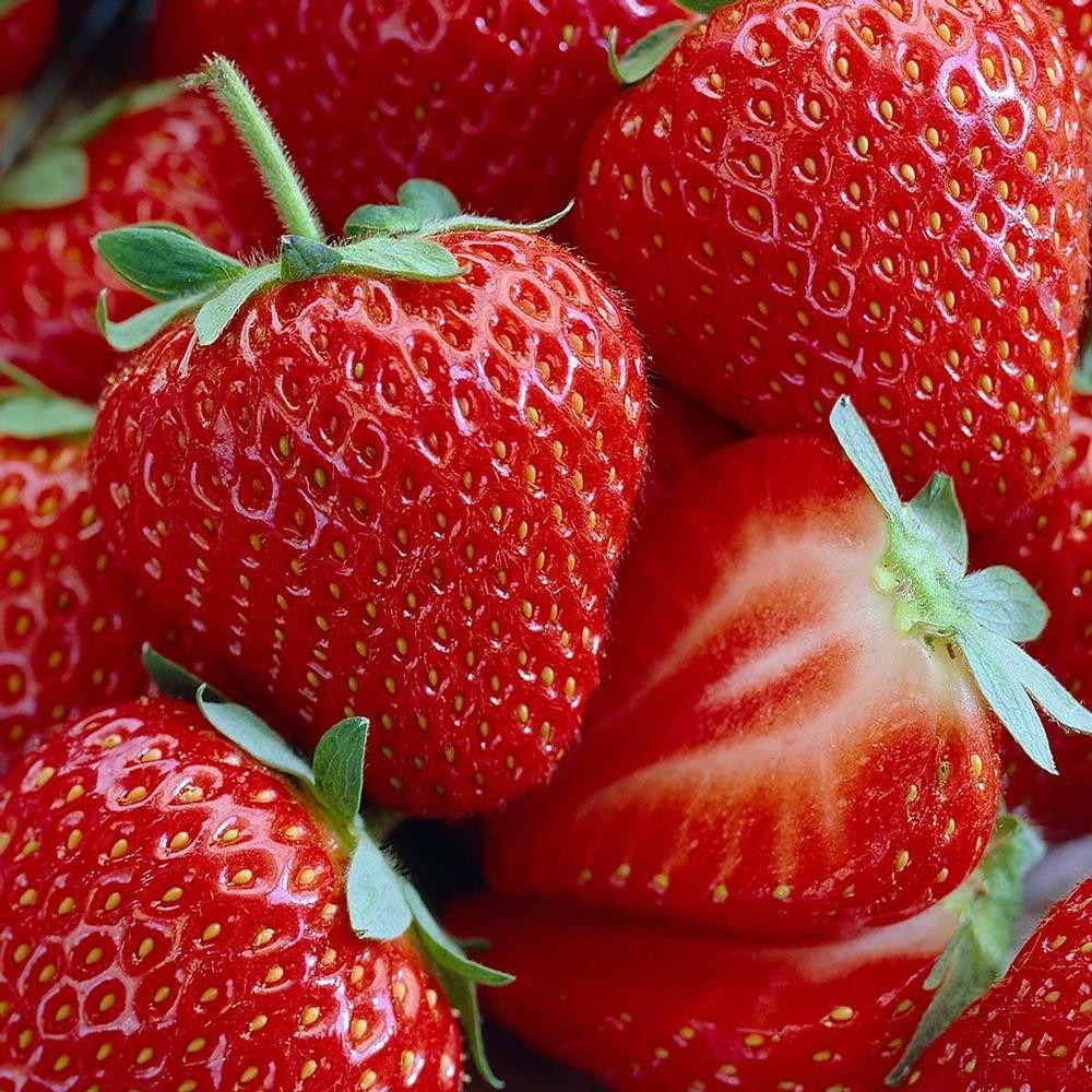 Honeoye Strawberry 10 Bare Root Plants - $28.99
