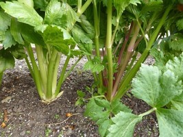 Celery Tendercrisp 300 Seeds Heirloom Open Pollinated Nongmo Fresh - £10.38 GBP