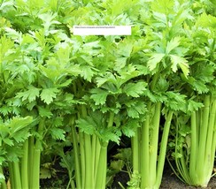 Tall Utah 52 Celery Seeds - Flower Seeds - BOGO - £0.77 GBP