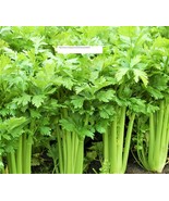 Tall Utah 52 Celery Seeds - Flower Seeds - BOGO - £0.77 GBP